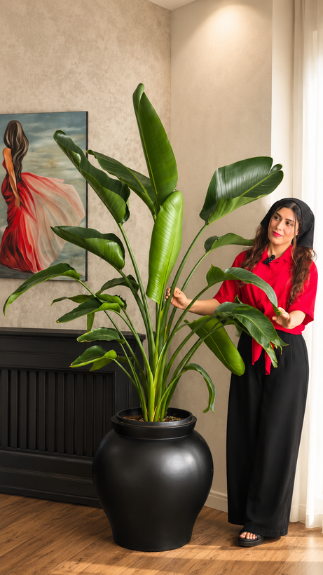 نخل نیکولای طبیعی